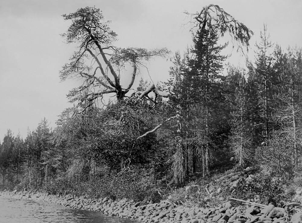 Inha1_029_Akonlahti_2petäjää_